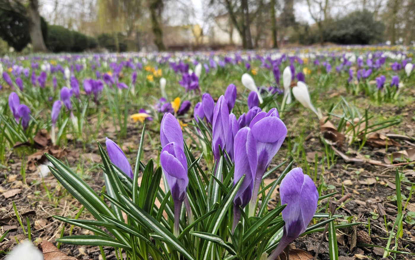Krokusowy dywan w Parku Wiosny Ludów. Ten widok zachwyci każdego