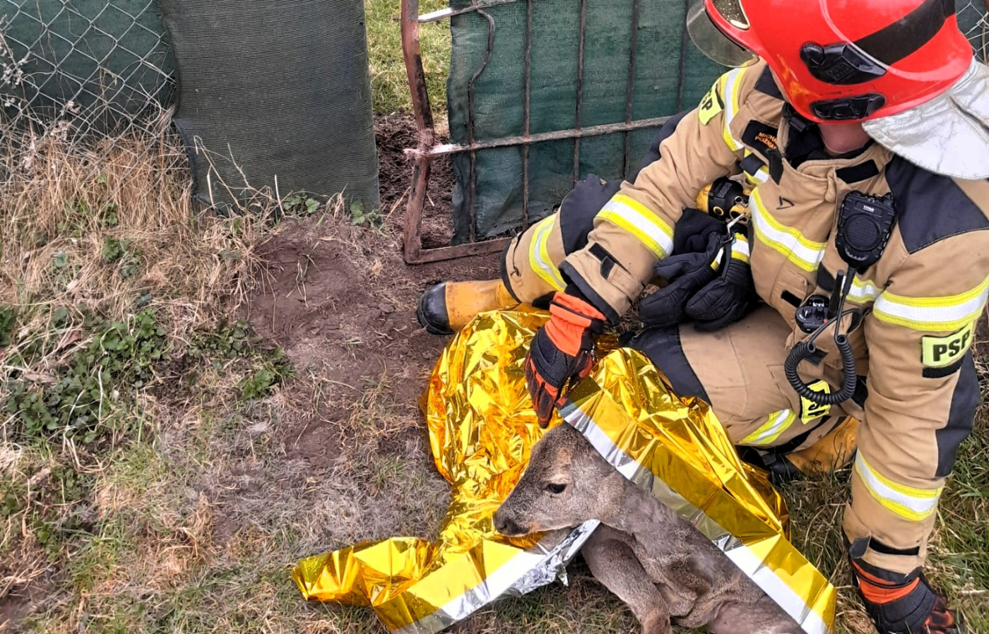 Akcja strażaków przy działkach na ul. Półwiejskiej. Uwolnili sarnę z ogrodzenia