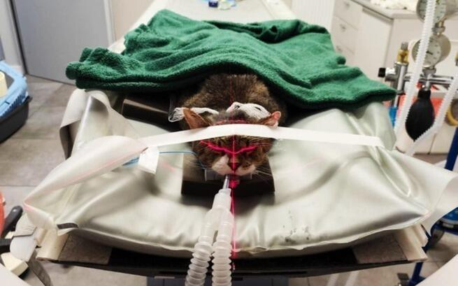 Pomóżmy uratować kota Filemona. Trwa zbiórka na operację guza