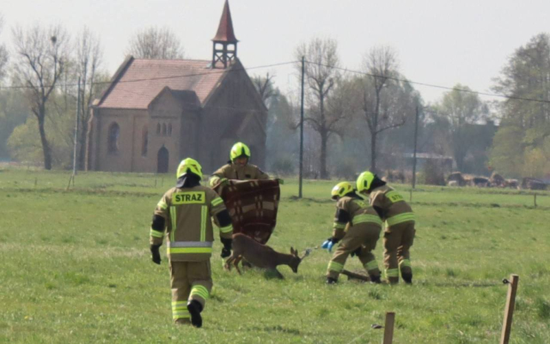 Strażacy uratowali jelonka zaplątanego w drut w Jasińcu