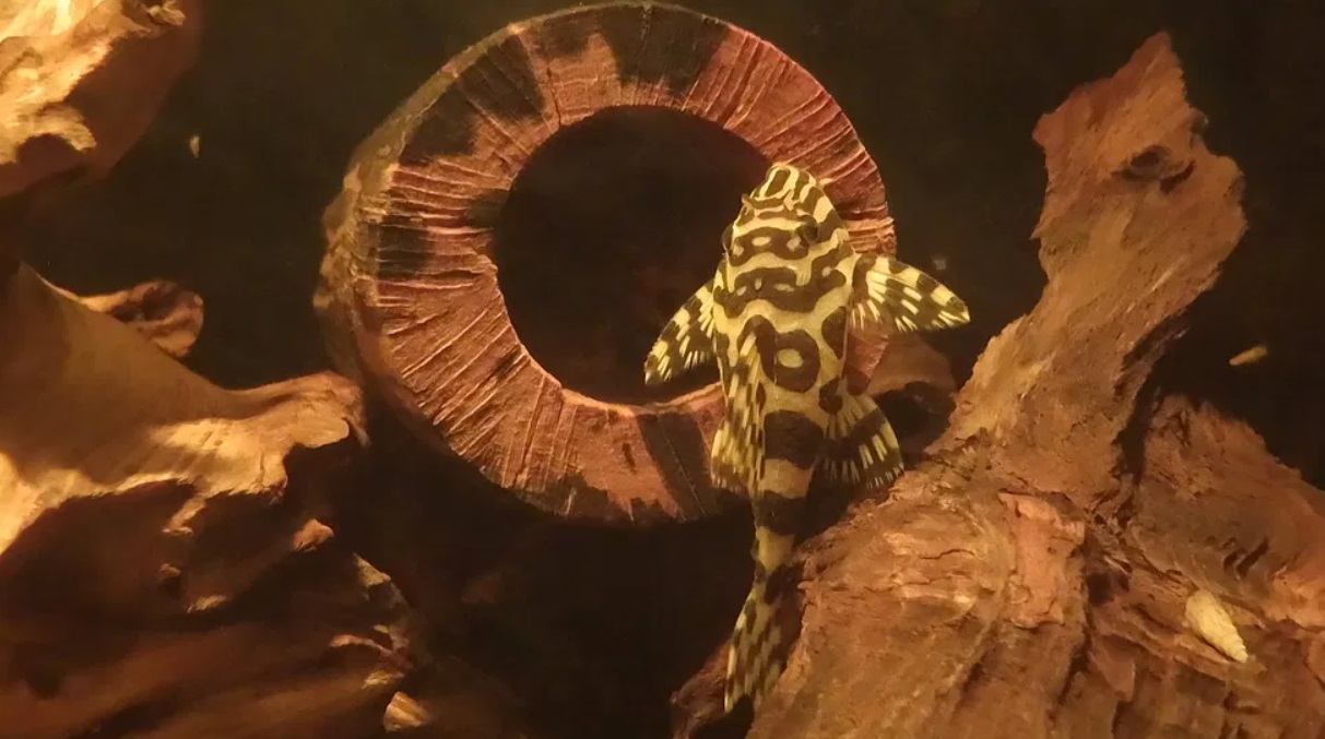 Z czego i jak zrobić grotę dla zbrojnika w akwarium?