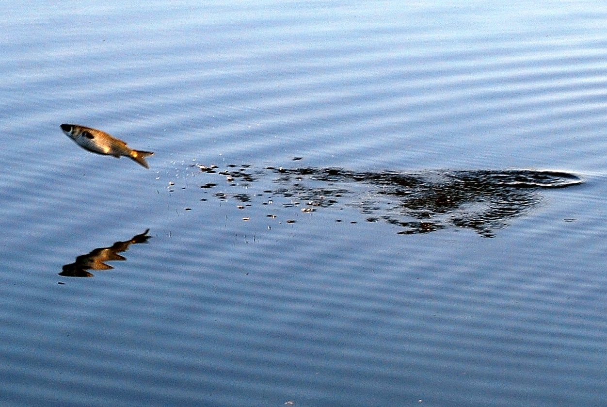 Po co ryby skaczą i jaki jest w tym cel?