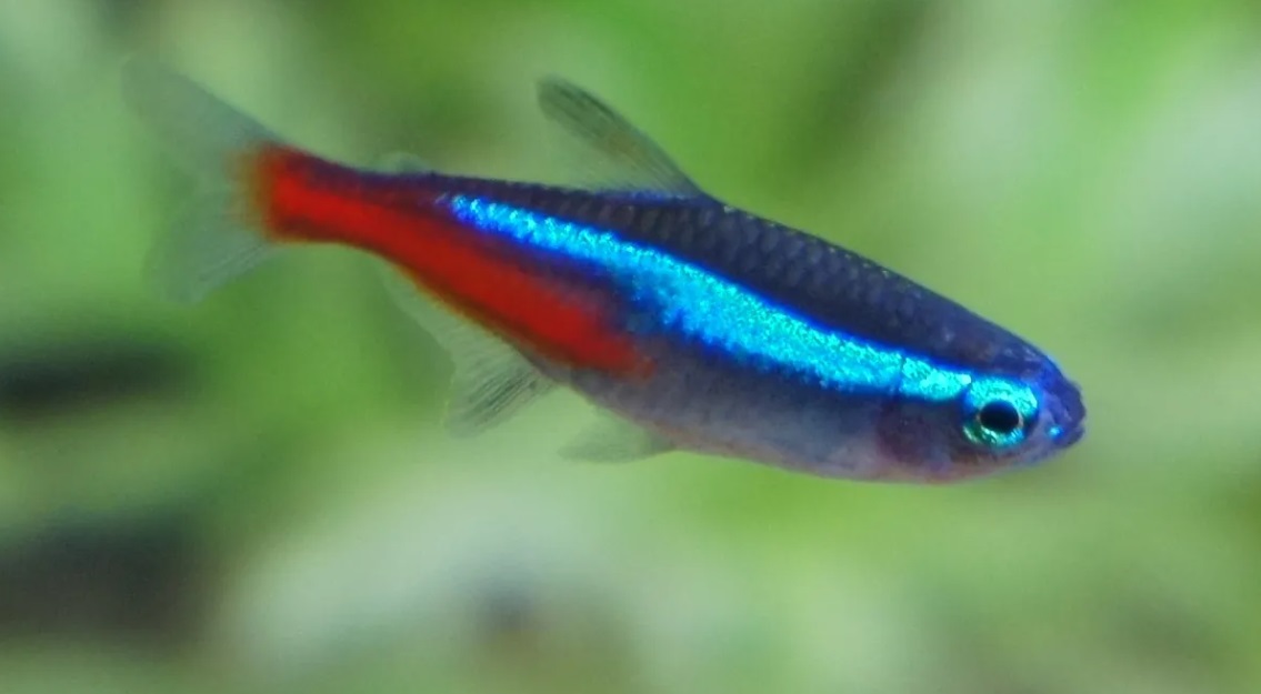 Od czego zdychają neonki w akwarium i jak długo żyją?