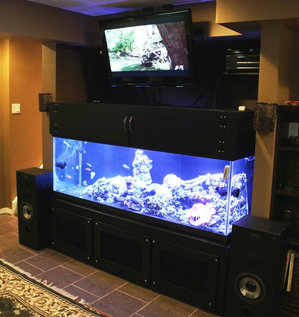 Czy telewizor nad akwarium to dobry pomysł?