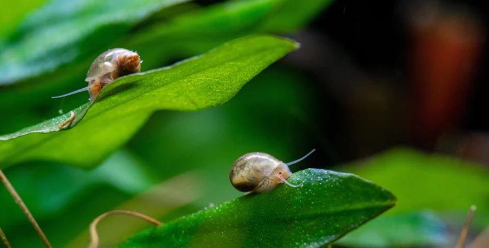 Proste i szybkie domowe sposoby na ślimaki w akwarium