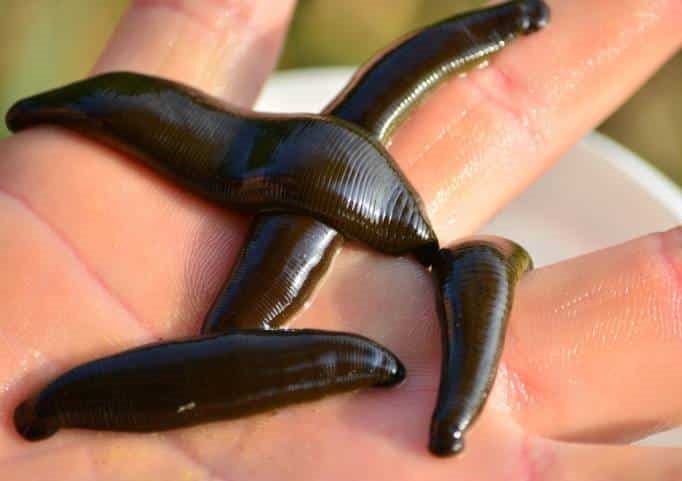 Pijawki w jeziorze – zwalczanie, czy są groźne?