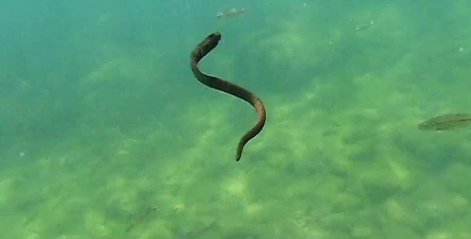 Pijawki w akwarium – co je zjada i jak wygląda zwalczanie?