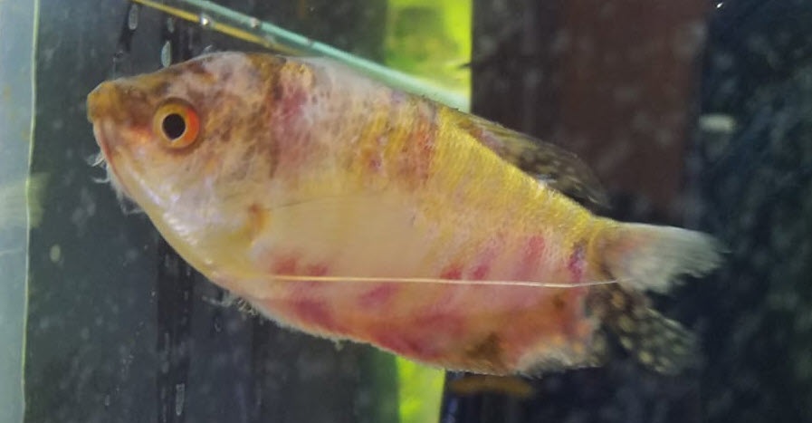 Czy posocznica u ryb jest zaraźliwa?
