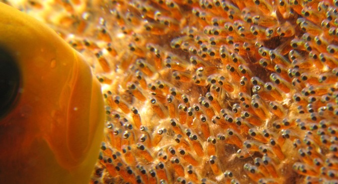 Czy u ryb występuje zapłodnienie zewnętrzne?