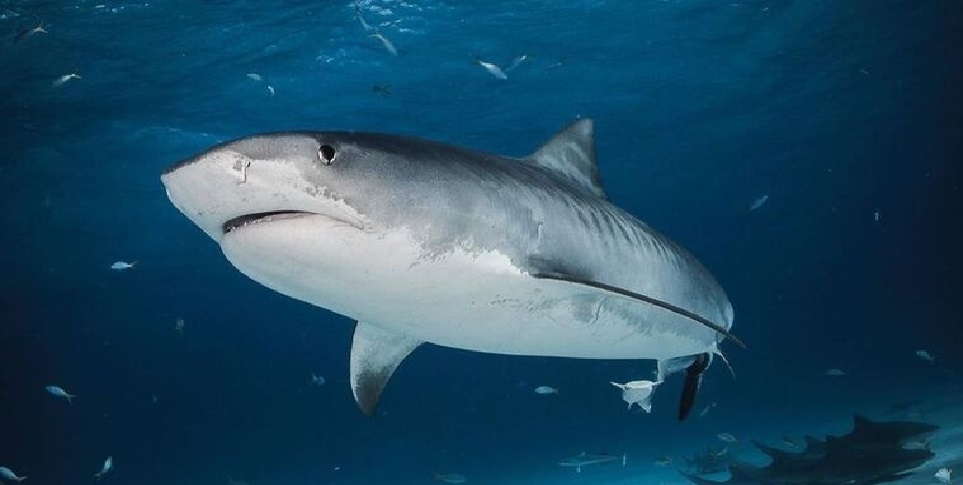 Czy w morzu adriatyckim są rekiny?
