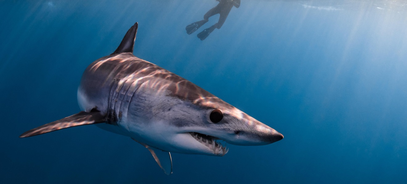 Czy w morzu czerwonym są rekiny?
