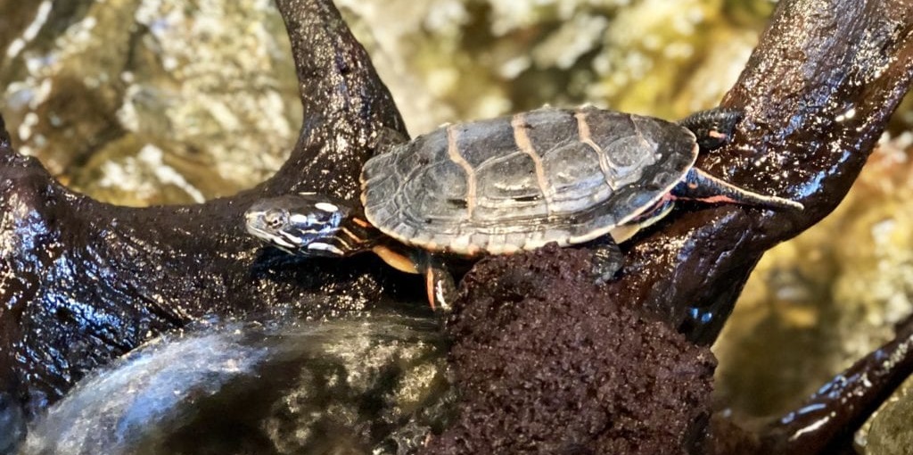 Czy żółw przeżyje w stawie?