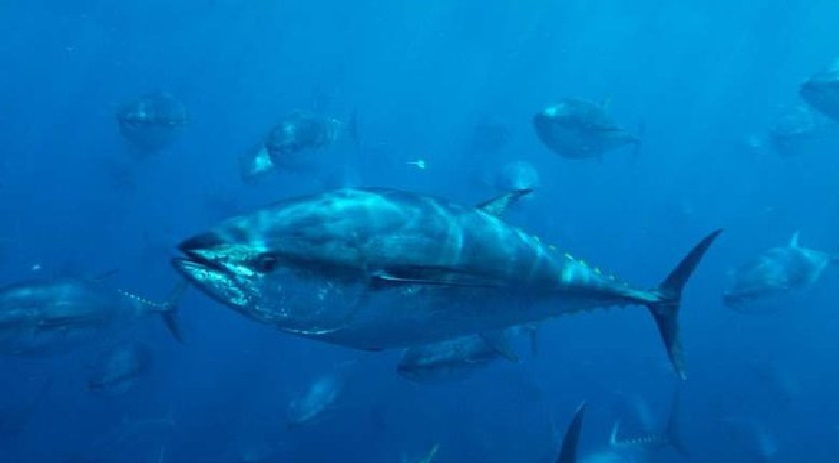 Dlaczego ryby są zmiennocieplne?