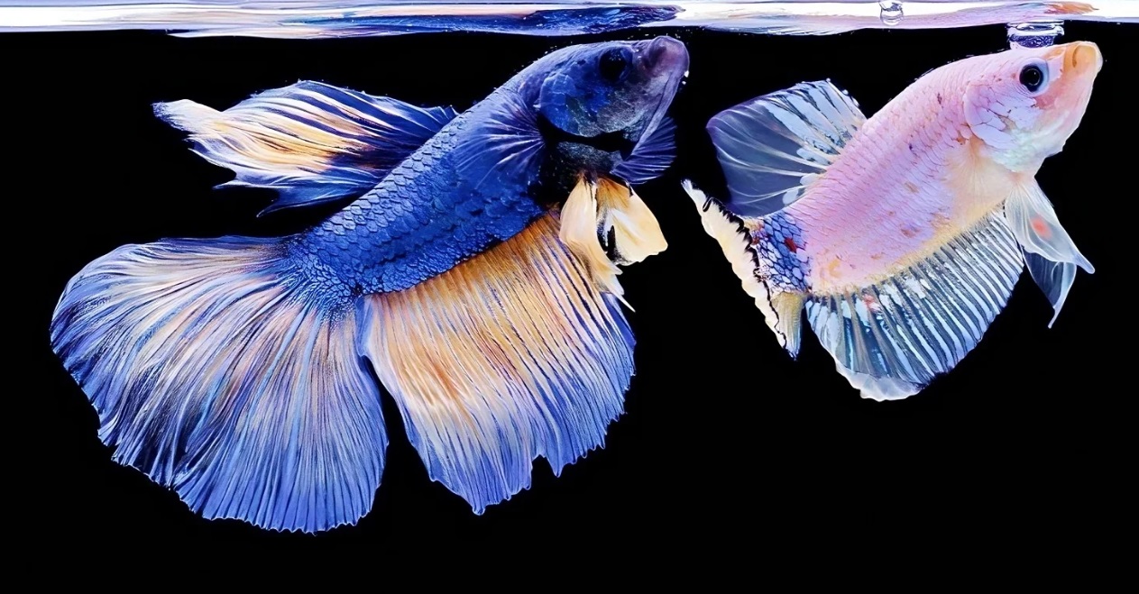 Jak odróżnić rybki samca od samicy?