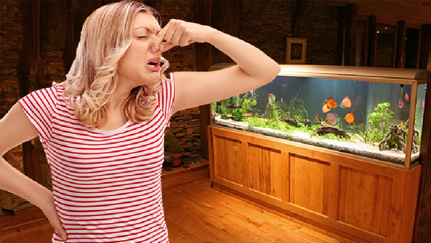 Dlaczego woda w akwarium śmierdzi?