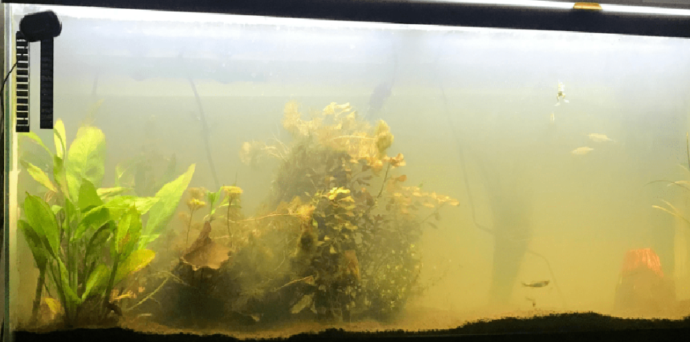 Jak zmiękczyć wodę w akwarium?