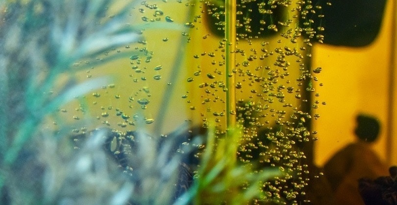 Jak skutecznie napowietrzać akwarium?