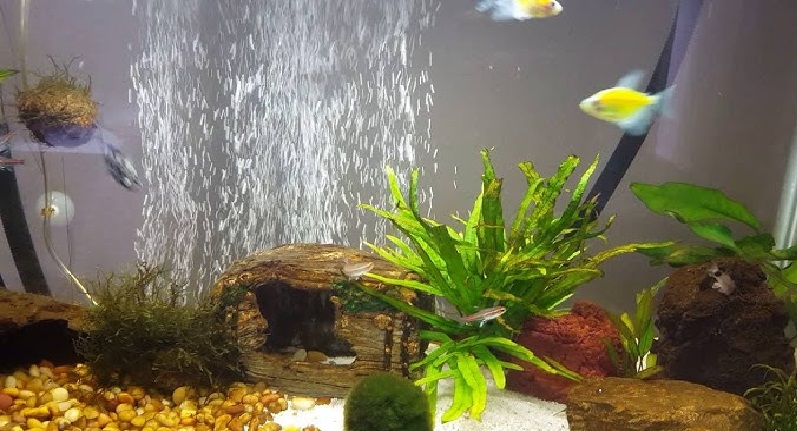 Jak zwiększyć ilość tlenu w akwarium?