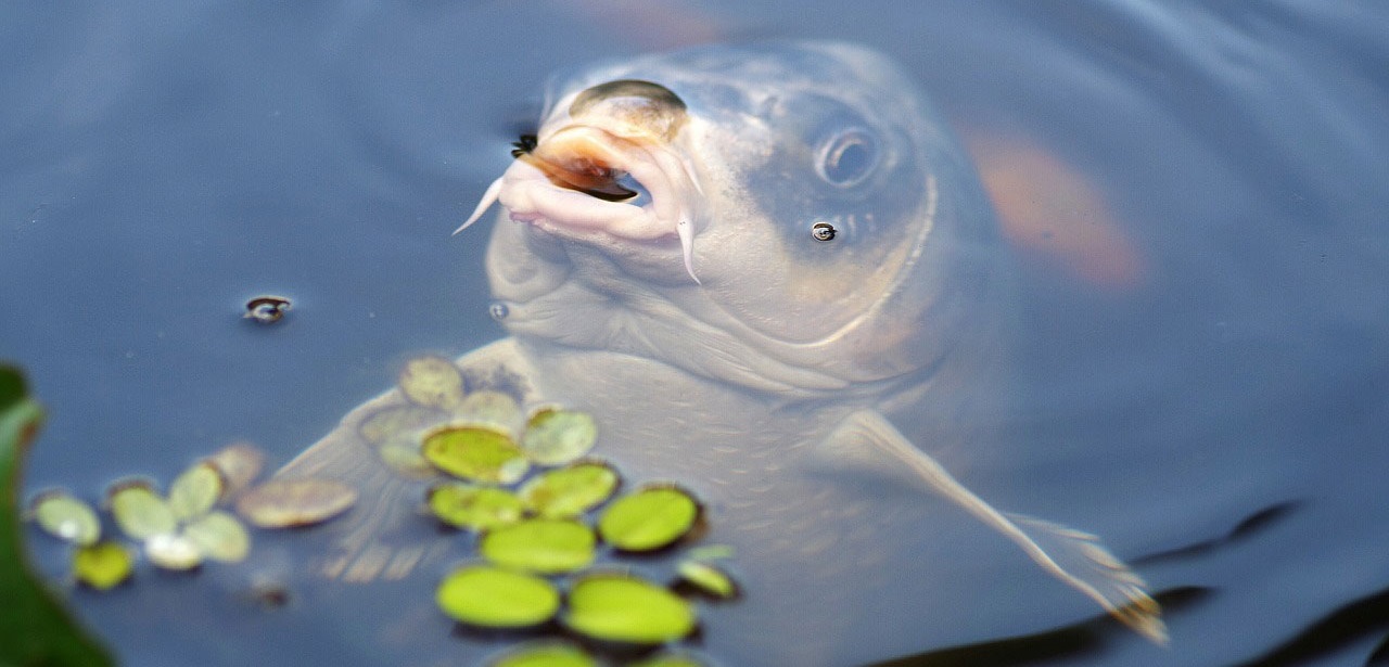 Czy karpie biorą na spławik?