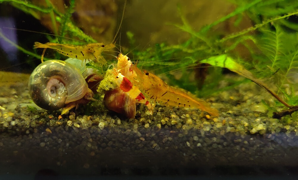 Jakie podłoże jest najlepsze dla akwarium z krewetkami Neocaridina?