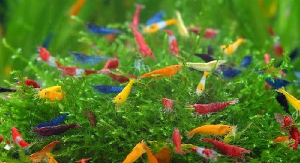 Czy można mieszać krewetki Neocaridina?