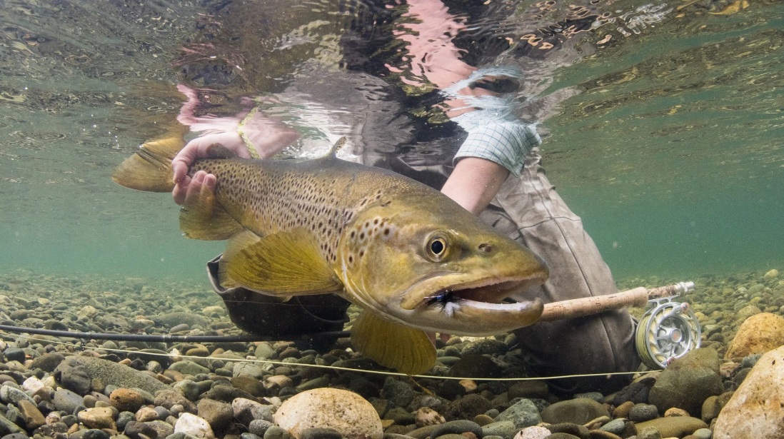 Jaka przynęta jest najlepsza na pstrągi?