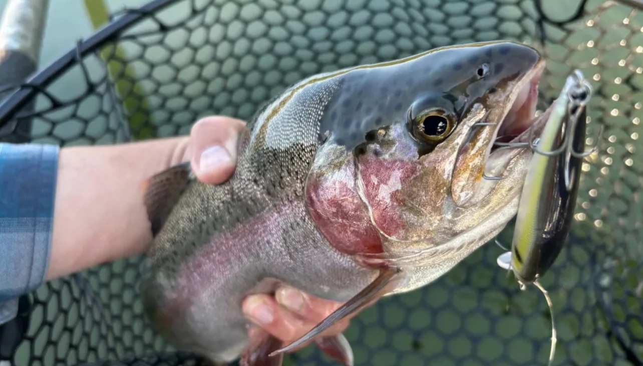 Jaki jest najlepszy sposób łowienia pstrąga?