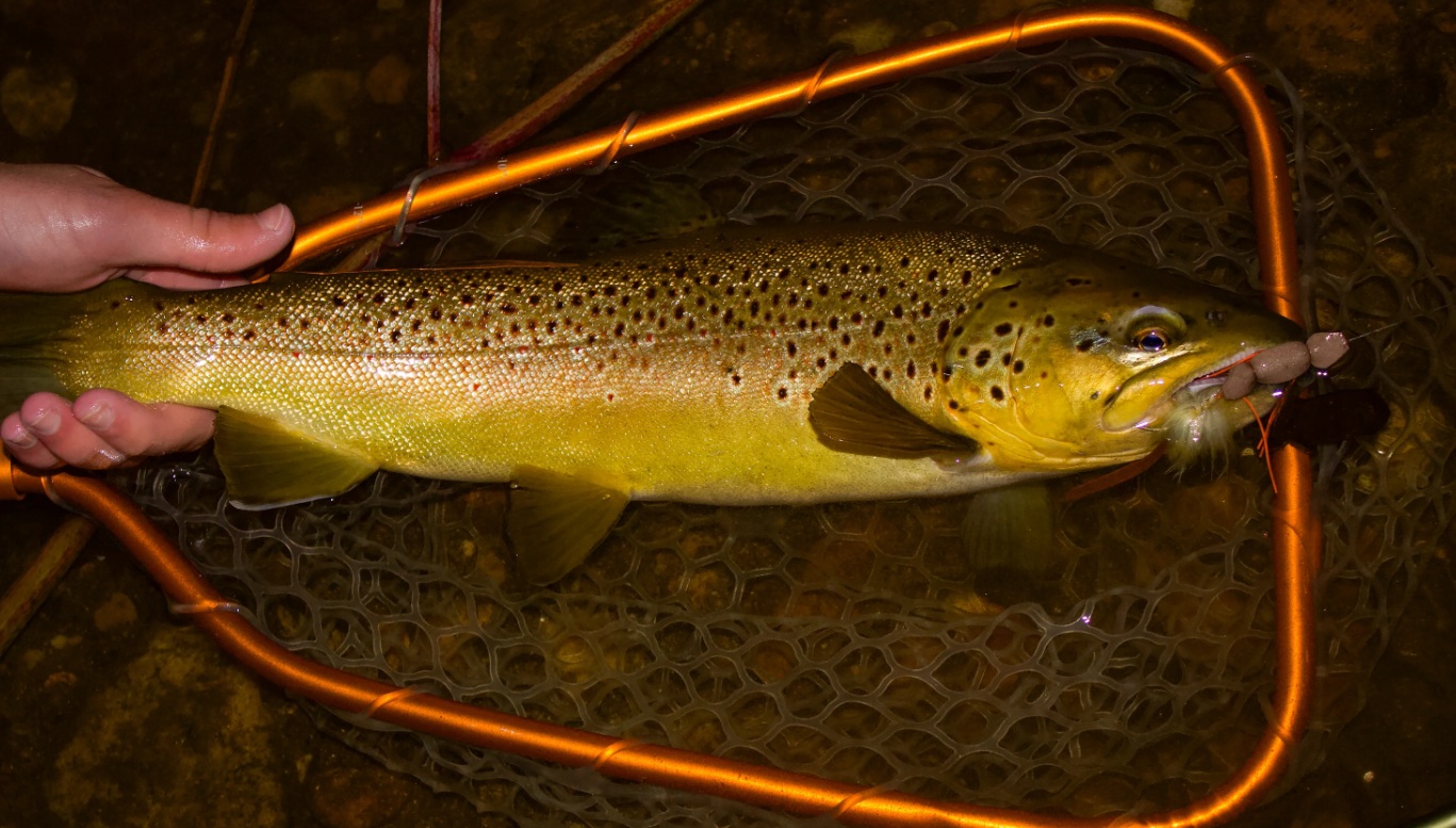 Czy pstrągi żerują w nocy?