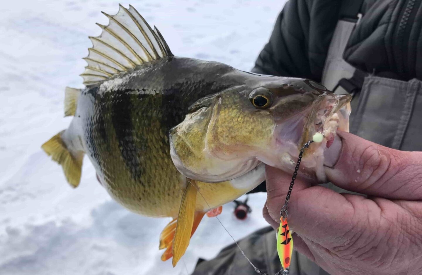 Błystki podlodowe na okonia – jakie wybrać?