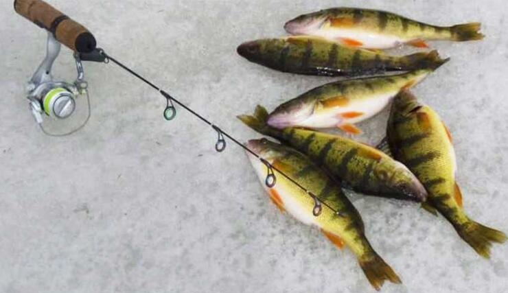 Gdzie szukać okoni na lodzie?