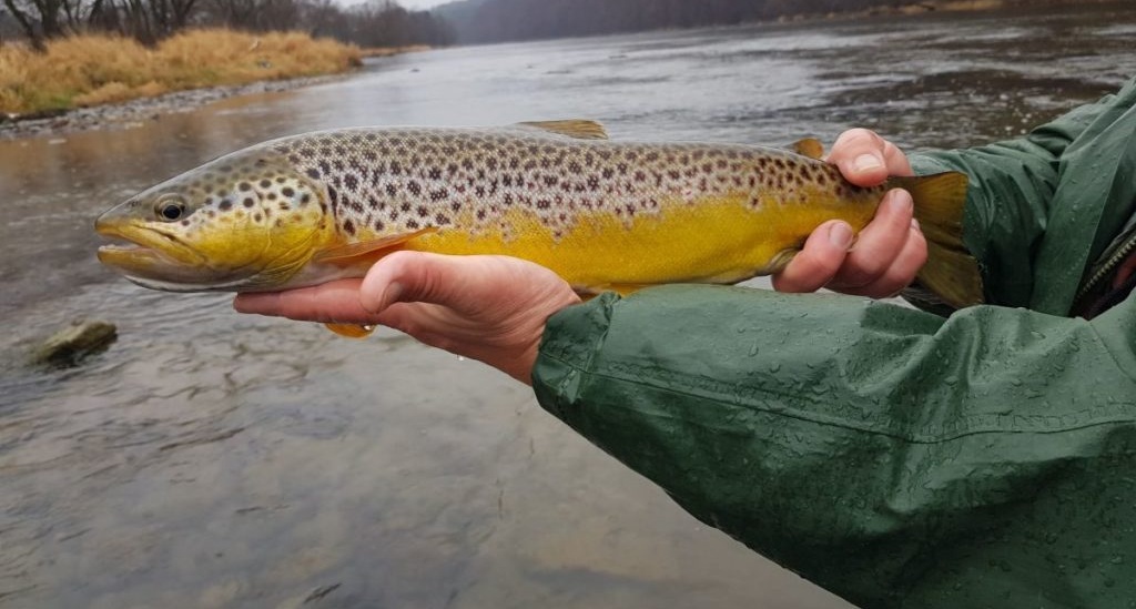 Okresy ochronne ryb w Polsce – co musisz wiedzieć przed wyprawą na ryby?