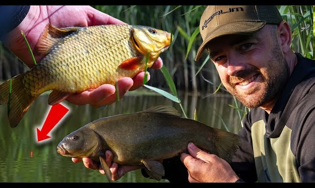 Jak łowić duże karasie i liny? Sprawdzone techniki połowu
