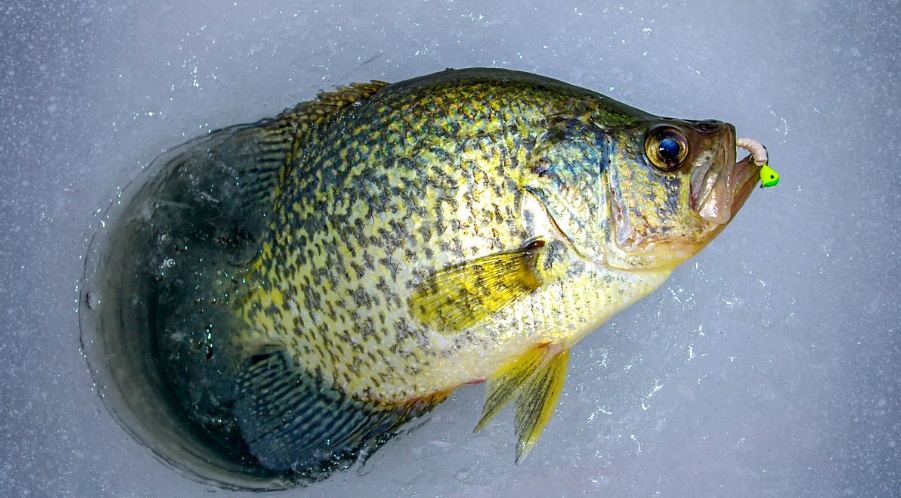 Jakie ryby biorą w zimie?