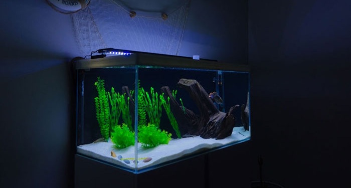 Czy rybki w akwarium muszą mieć światło w nocy?