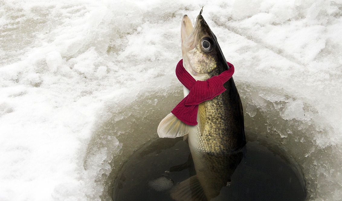 Czy ryby biorą, gdy jest zimno?