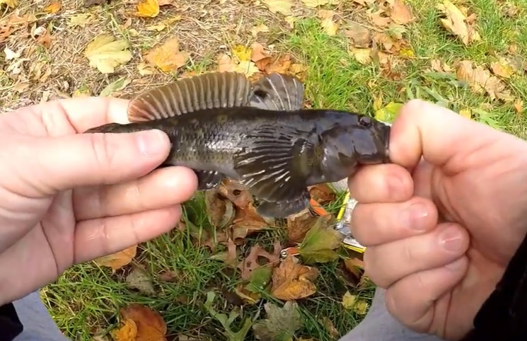 Babka ryba – czy to szkodnik, czy jest jadalna i inwazyjna, rekord, czy jest pod ochroną?