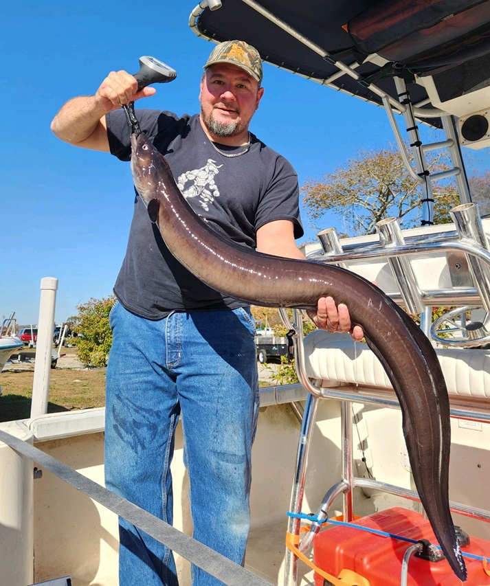 Węgorz rekord Polski i świata – sprawdź wymiary!