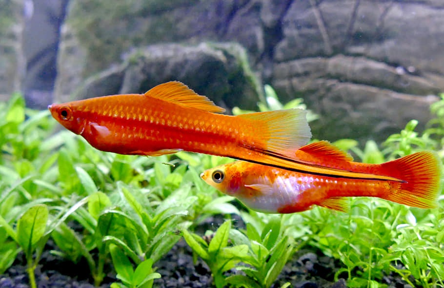 Mieczyk hellera – co to za ryba, wymagania, rozmnażanie, choroby, wszystkie odmiany, cena