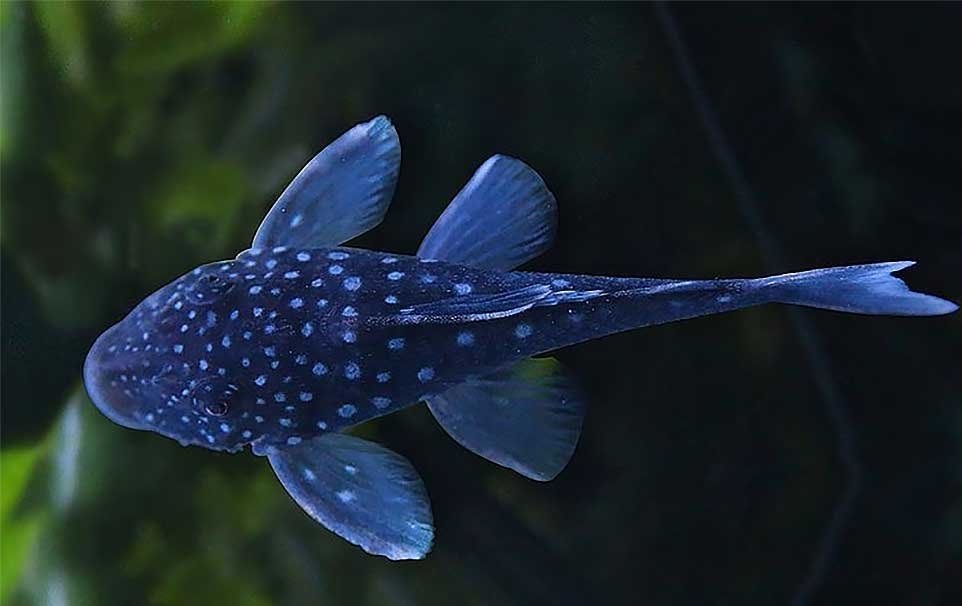Zbrojnik niebieski – wymagania, temperatura wody, ile żyje, wielkość, choroby, jak gwałtownie rośnie?