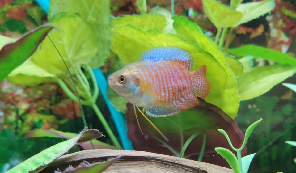 Prętnik karłowaty – opis i informacje, wymagania, rozmnażanie, choroby, ile sztuk, z jakimi rybami?