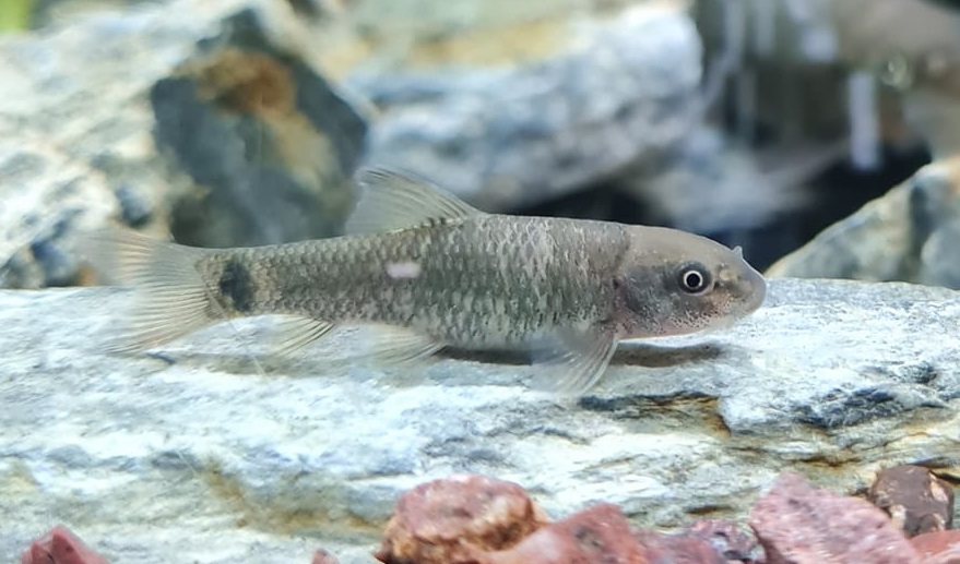 Garra rufa – co to za ryba, hodowla, rozmnażanie, w akwarium, cena