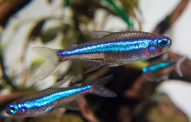 Neon zielony – co to za ryba, wymagania, ile sztuk, cena