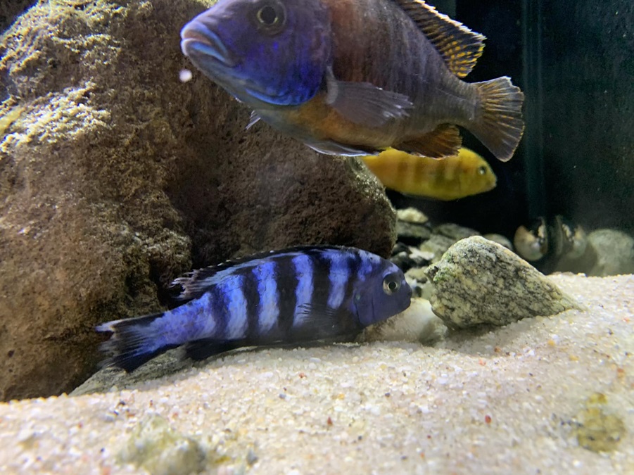 Pyszczak saulosi – co to za ryba, wymagania, dieta, temperatura wody, cena