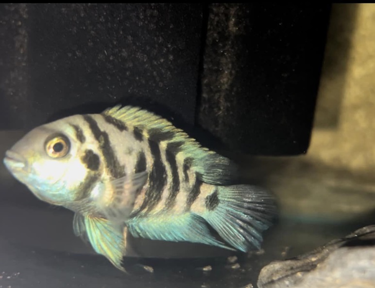 Pielęgnica zebra – opis, wymagania, rozmnażanie, choroby, odmiany, cena