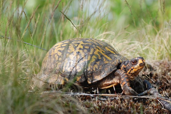 Żółw wodno lądowy – wymagania, jakie terrarium, nie chce jeść, ile kosztuje?