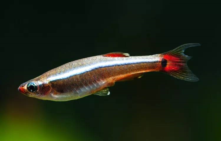 Kardynałek chiński – co to za ryba, z jakimi rybami, cena