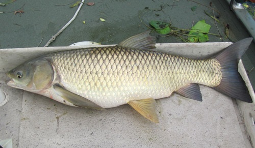 Amur biały – opis, rekord Polski, na co bierze, występowanie w Polsce, narybek