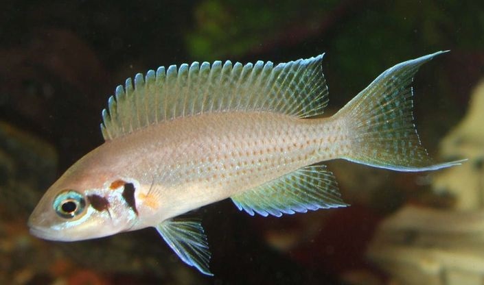 Księżniczka z burundi – opis, wymagania, rozmnażanie, z jakimi rybami, obsada, cena