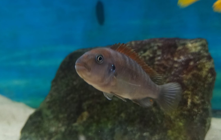 Pyszczak saulosi – co to, jak rozróżnić, z jakimi rybami mogą żyć?