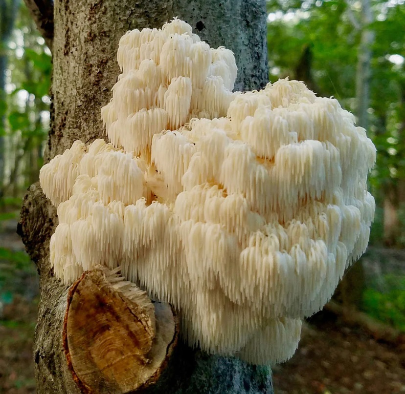 Soplówka jeżowata – po jakim czasie działa? Opinie na forum